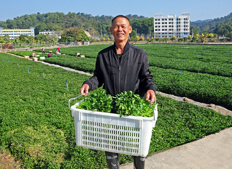 花都区梯面镇村民采用"旱地种植 自动灌溉"技术种植西洋菜,浇灌用的是