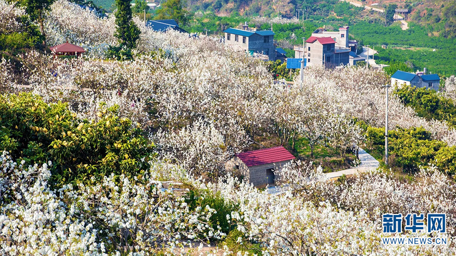梨花绽放满园春 乡村新风入画来 - 中国 - 南方财经网