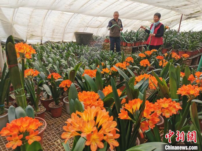 图为庞英杰夫妻在为君子兰浇水。 金洁摄