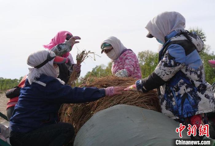 图为挑选黄芪。　张晋一摄