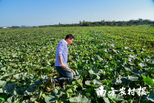 南方农村报杨吉龙拍摄