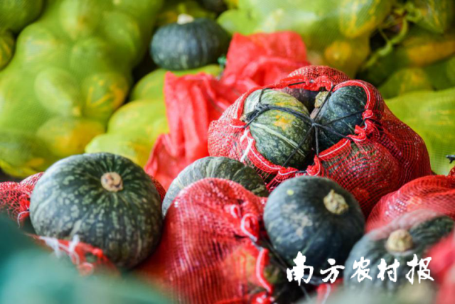 南方农村报杨吉龙拍摄