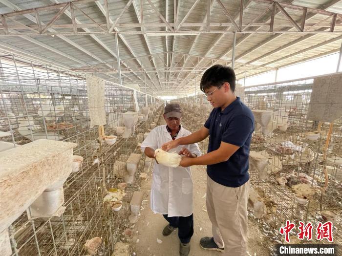 王梓颖与农户共同探讨肉鸽喂养蔡敏婕摄