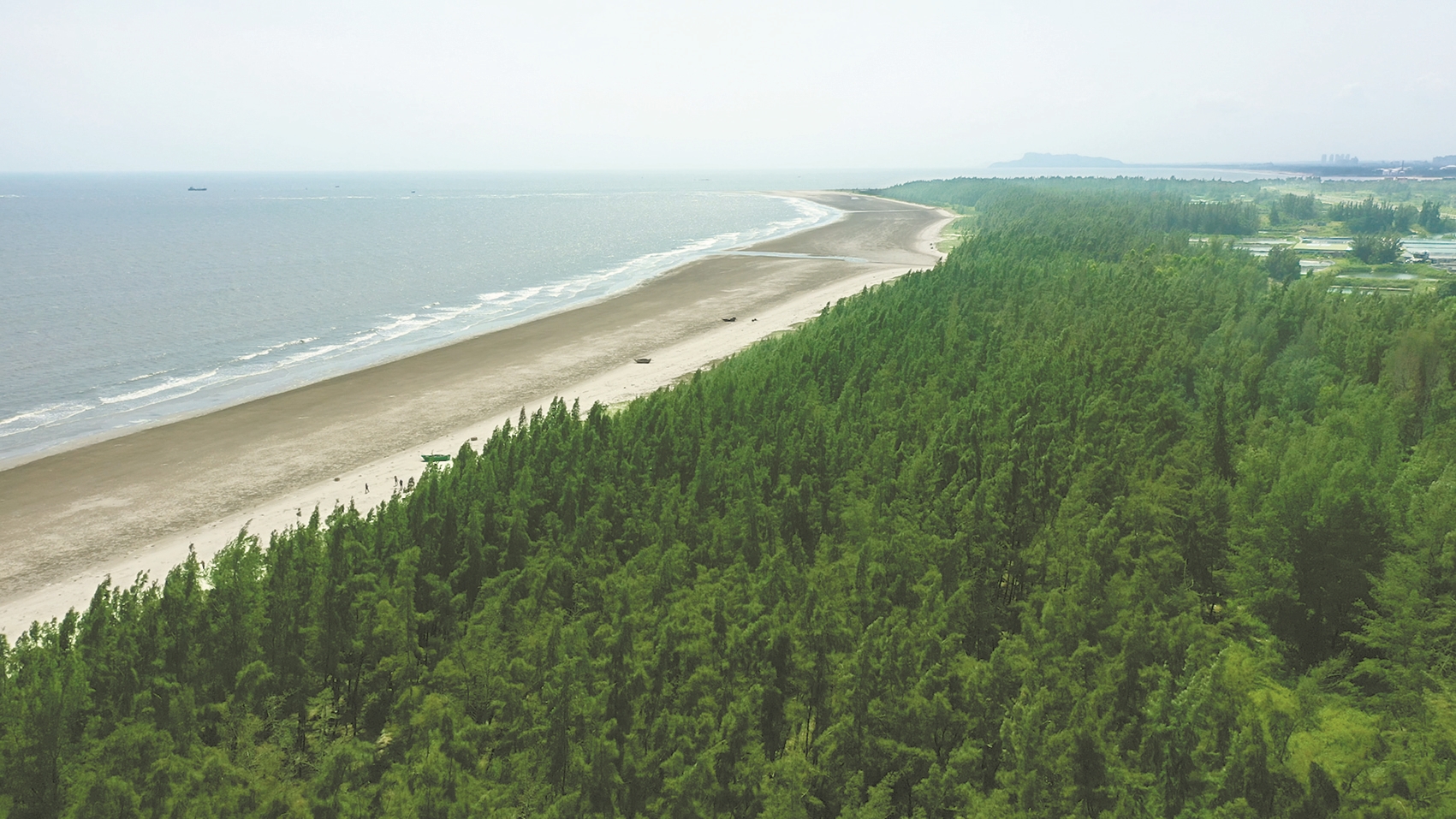 沿海防护林带迎风而立 广东"绿色长城"守护海疆 - 广东 - 南方财经网