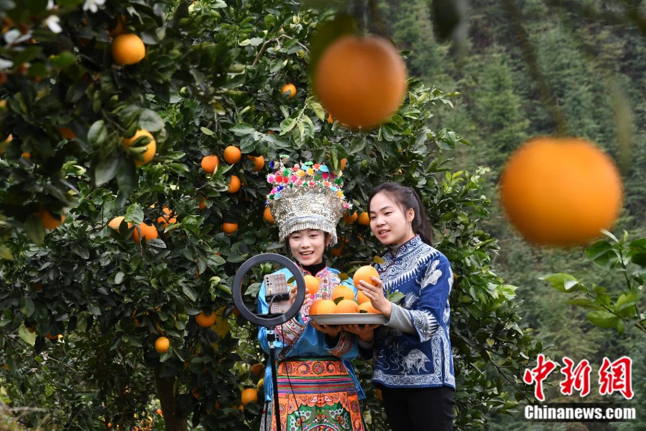 网络主播在贵州一脐橙种植基地直播推销脐橙。杨成利摄